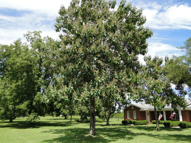 Strom Paulownia