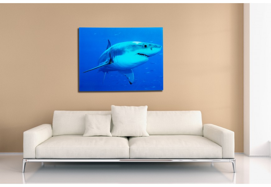Stylový obraz Žralok 60x80cm sklo
