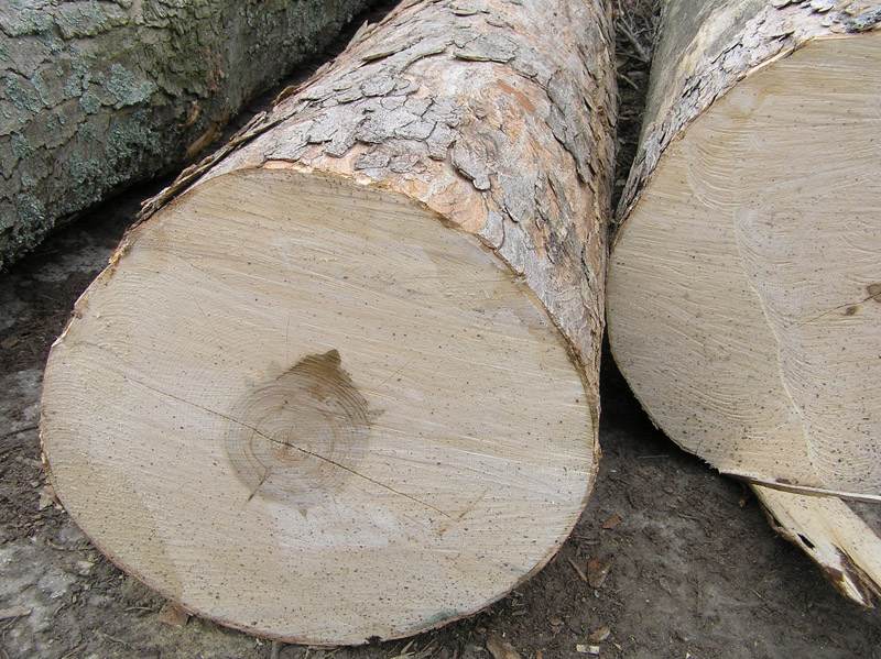Javorové drevo