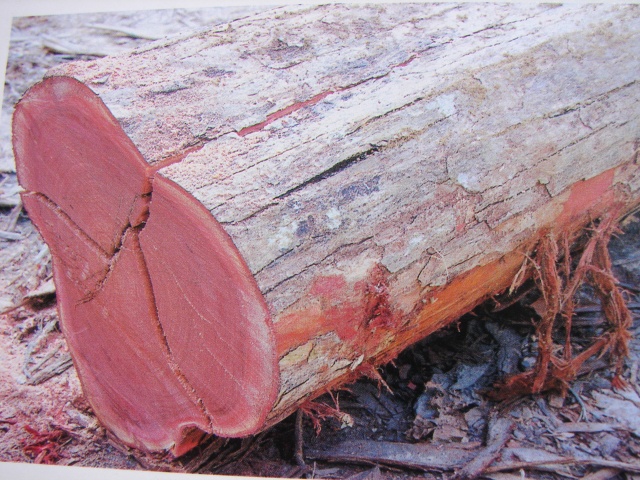 Mahagon - dřevo na výrobu nábytku